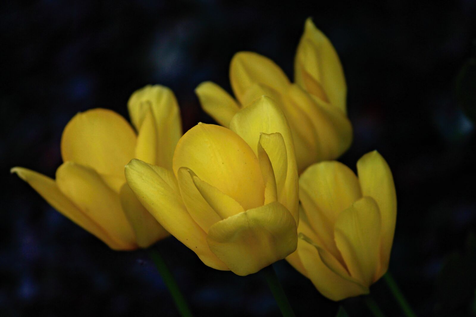 Canon EOS 1100D (EOS Rebel T3 / EOS Kiss X50) sample photo. Tulips, yellow, blossom photography