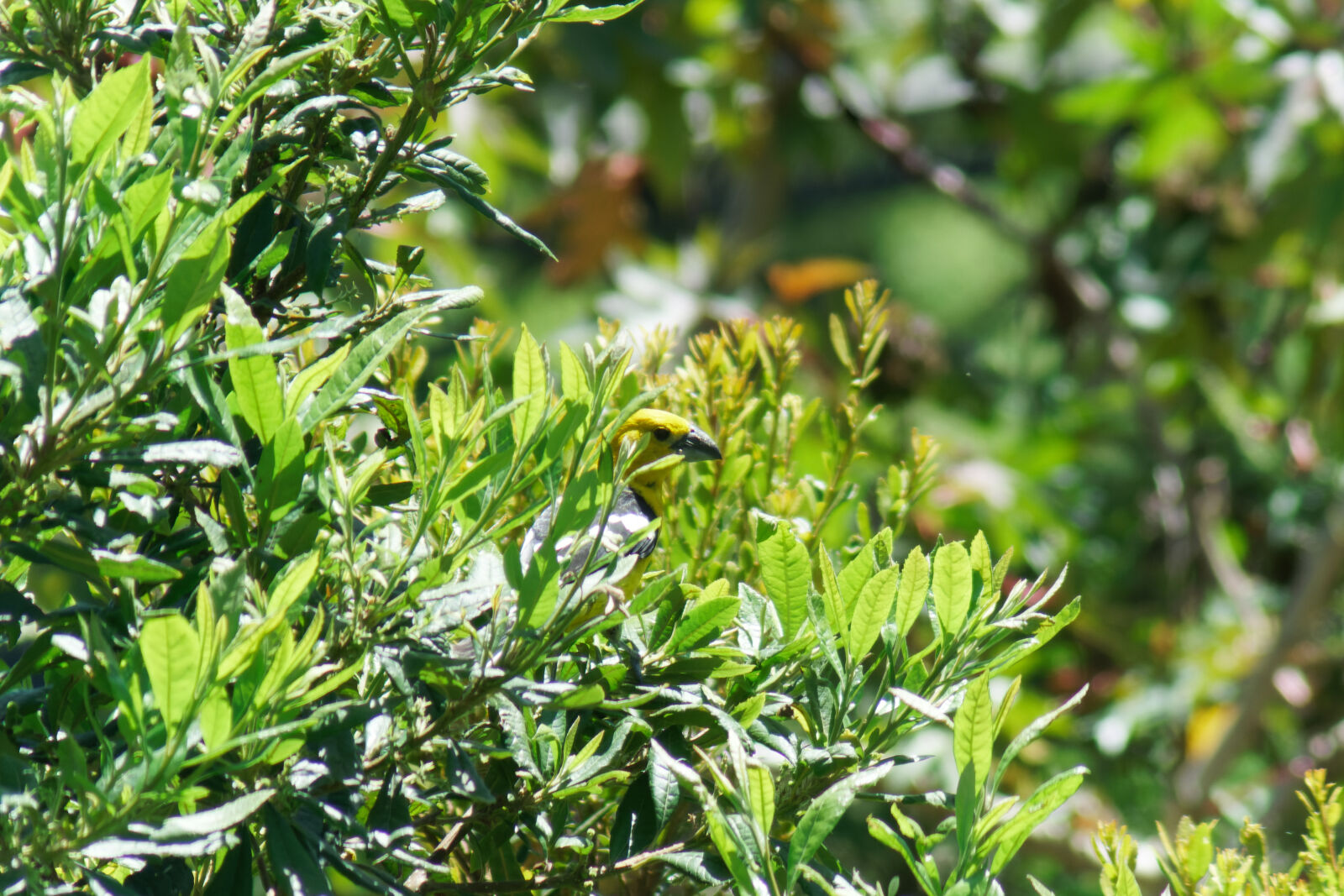 Sony a6100 sample photo. Chugo (pheucticus chrysogaster) photography