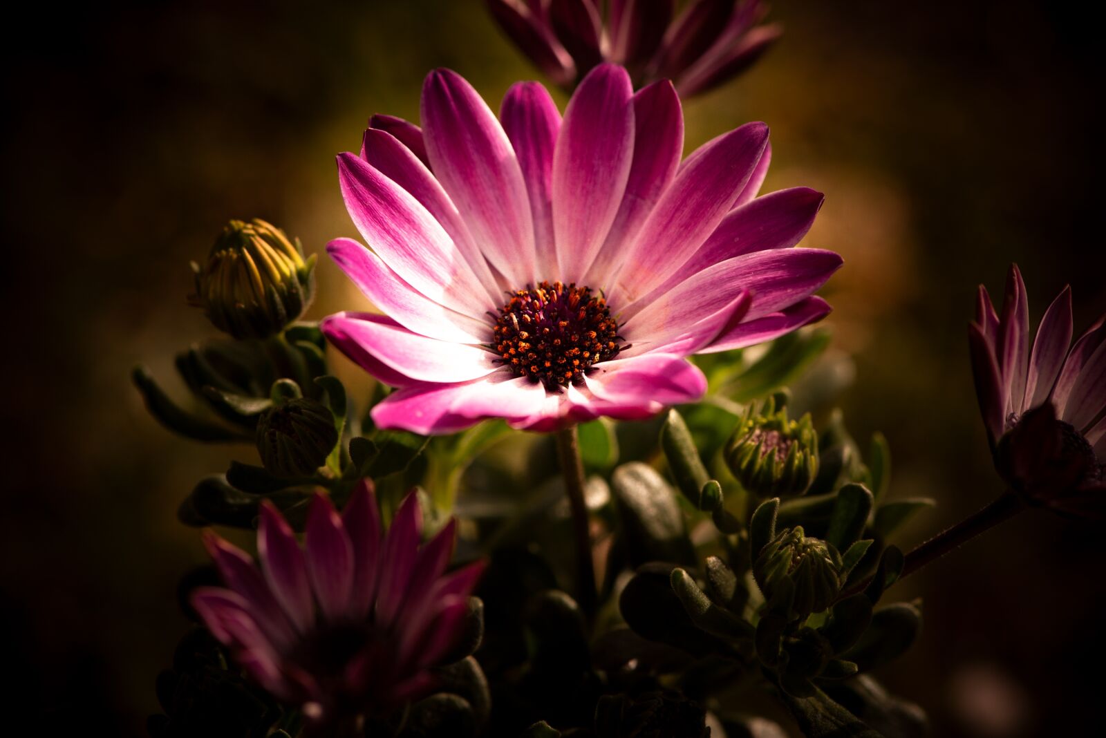 Nikon D750 sample photo. Cape daisies, flowers, pink photography