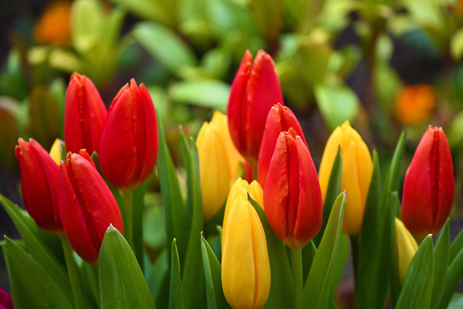 Nikon Z6 sample photo. Tulips, red, yellow photography