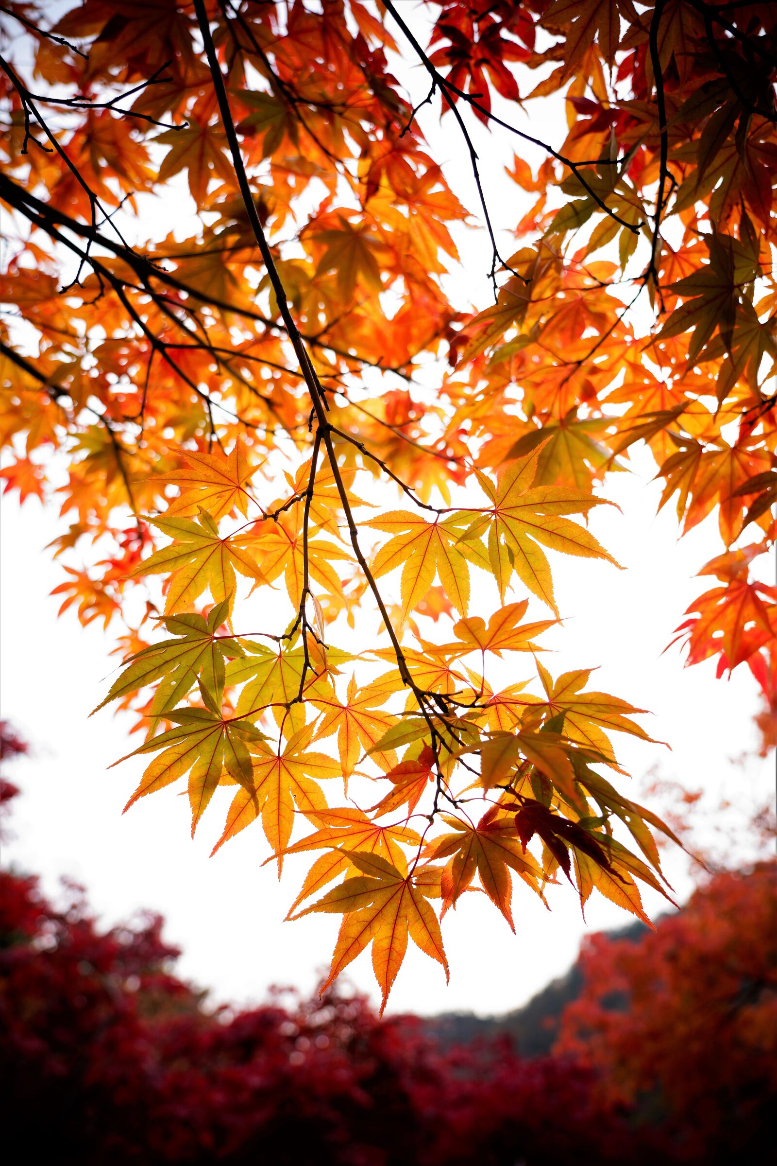 Sony FE 24-105mm F4 G OSS sample photo. Maple, maple tree, yellow photography
