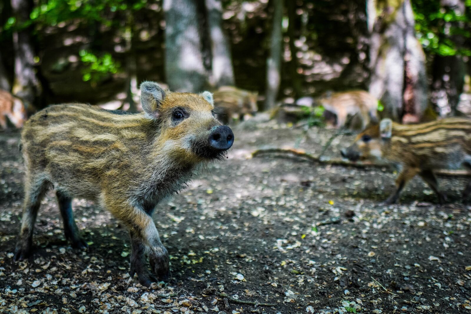 Sony a6400 + Sigma 16mm F1.4 DC DN | C sample photo. Wild boar, pig, sows photography
