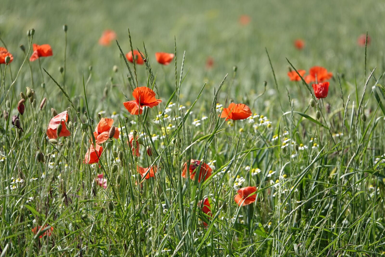 Sony Cyber-shot DSC-RX10 IV sample photo. Poppy flower, chamomile, poppies photography