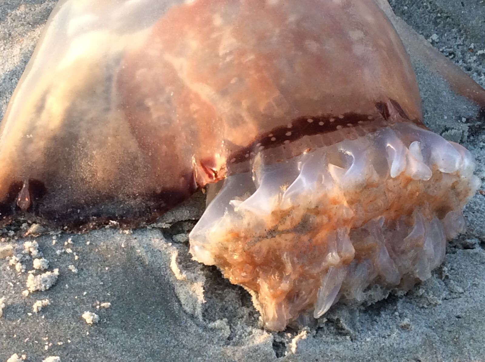 Apple iPad Air sample photo. Cannonball jellyfish, gills, beach photography