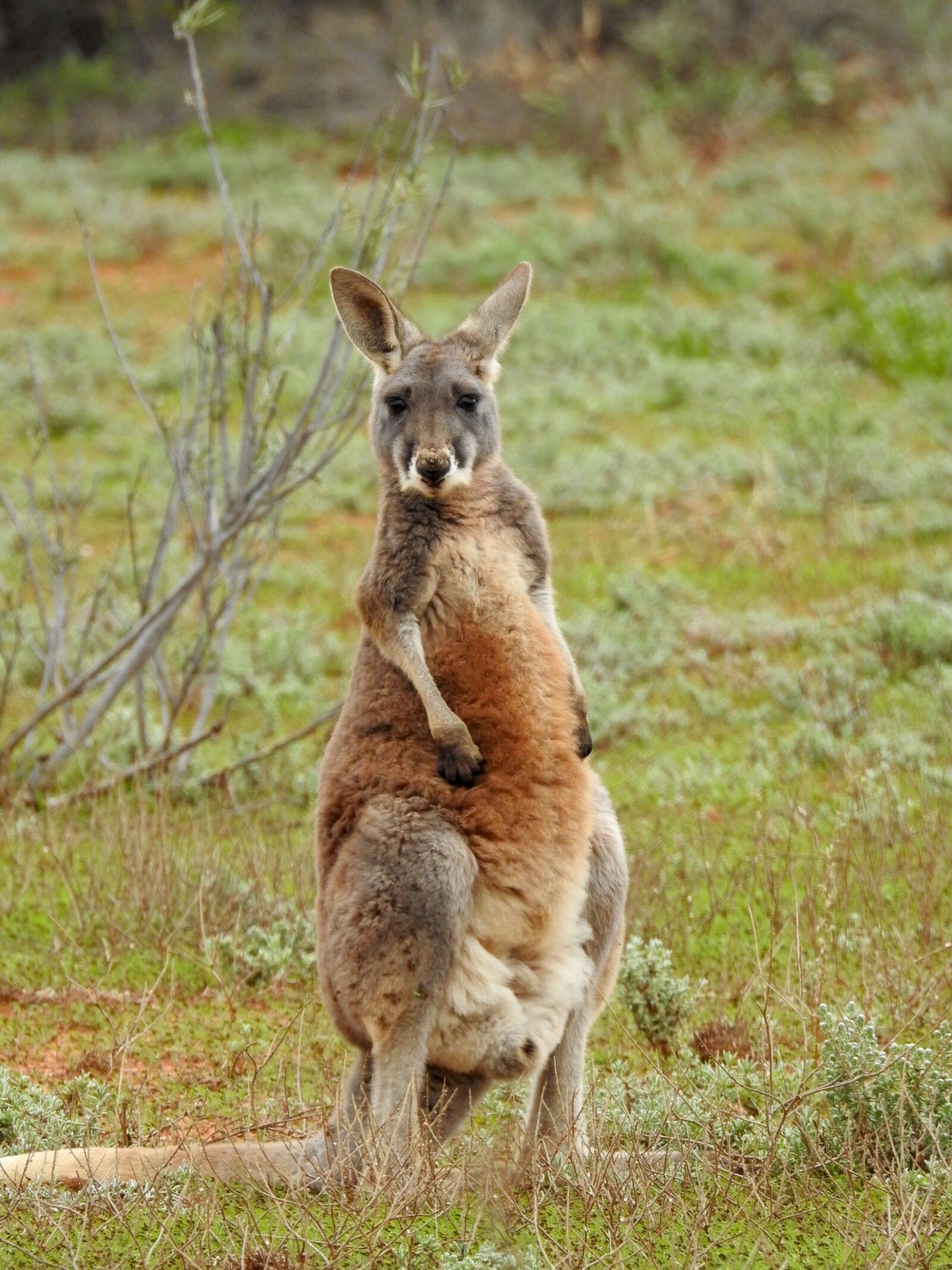 Nikon Coolpix P900 sample photo. Kangaroo, standing, looking photography