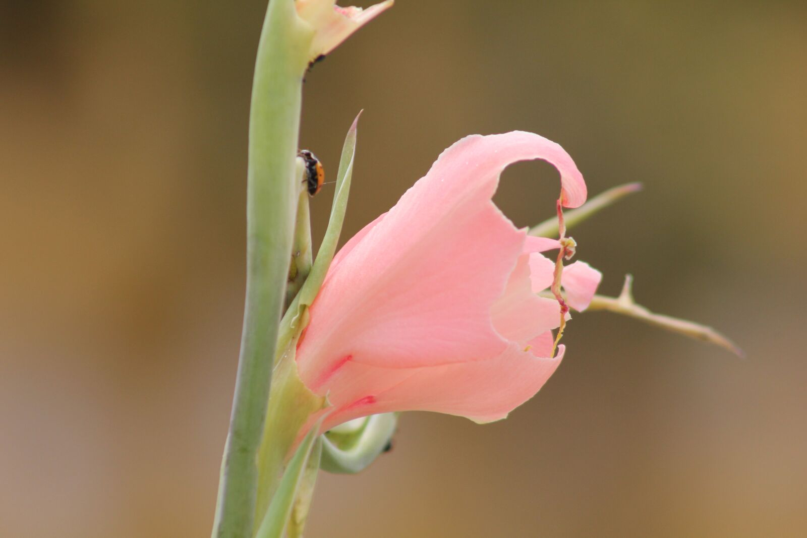 Canon EOS 550D (EOS Rebel T2i / EOS Kiss X4) sample photo. Ladybug, flower, nature photography