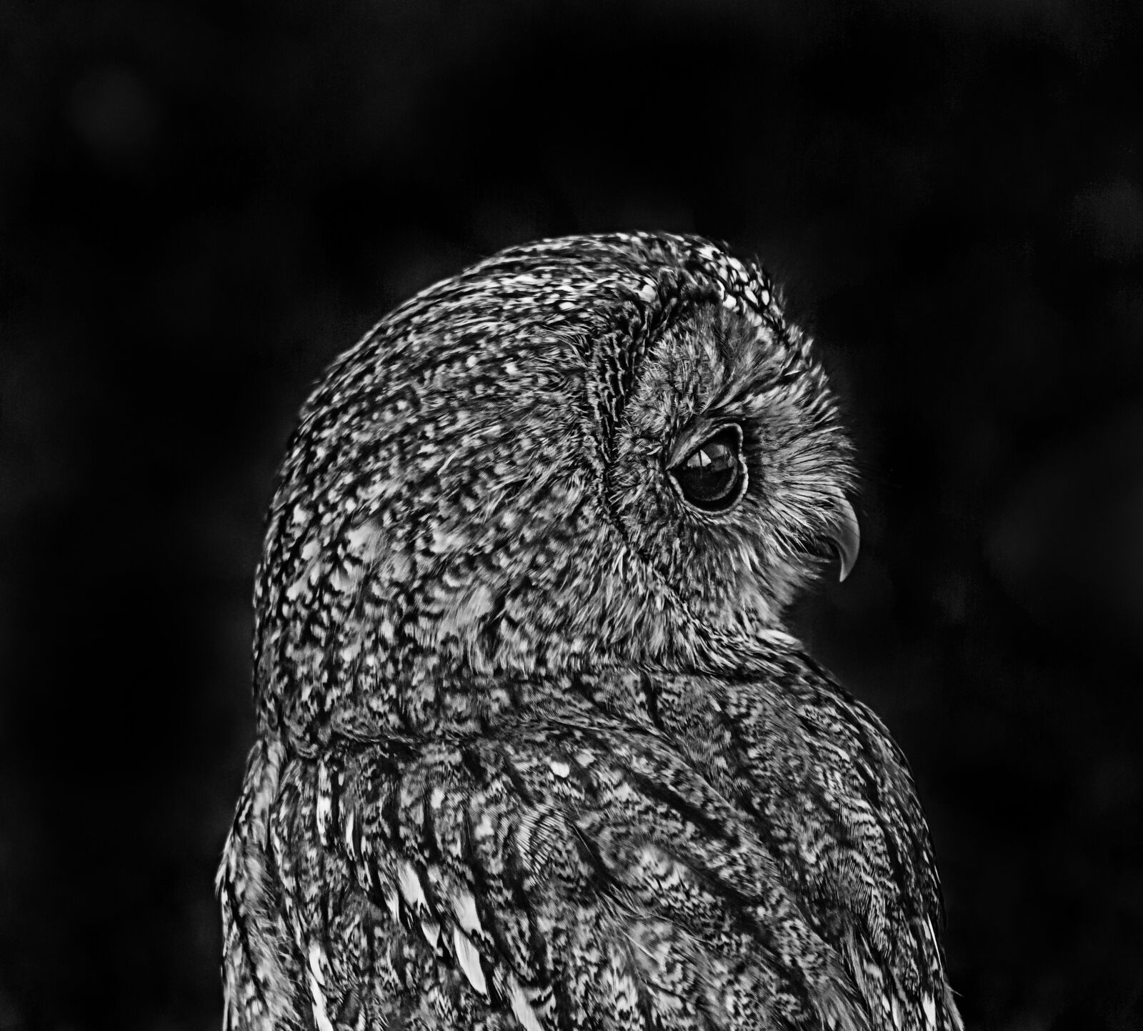 Nikon D7000 sample photo. Owl, black, white photography