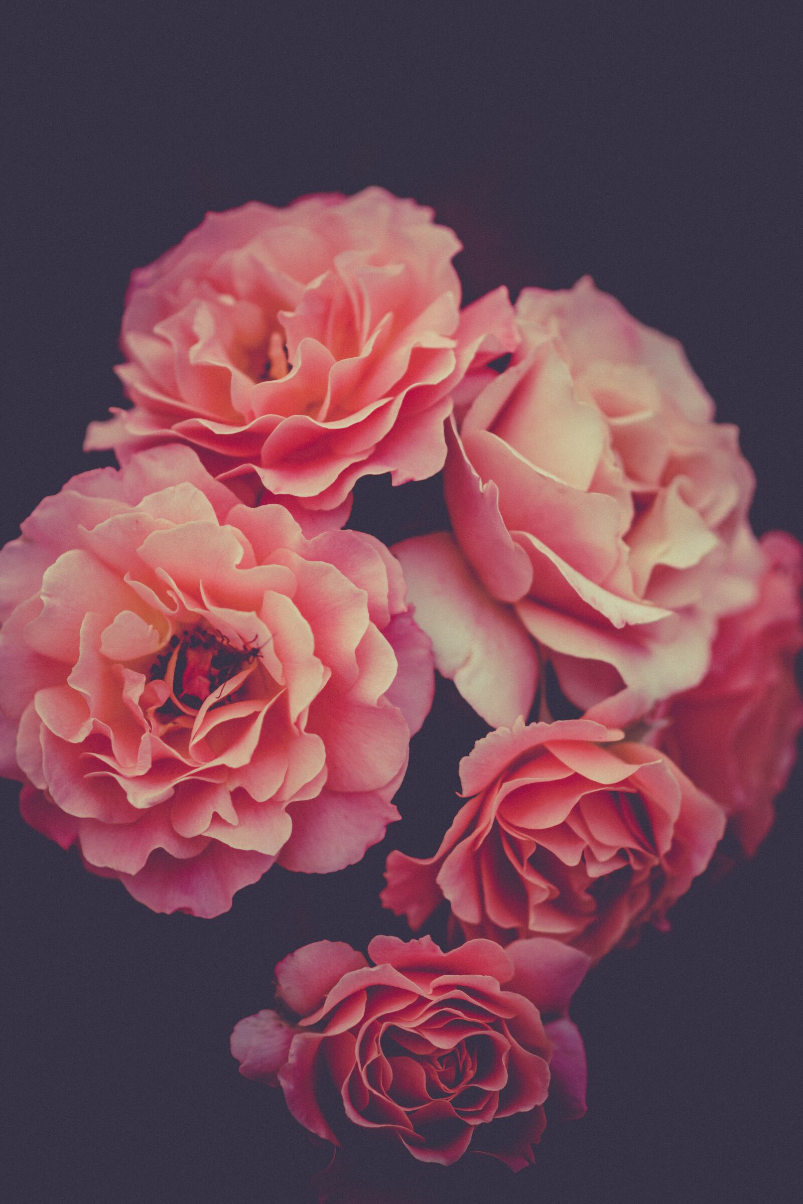 Nikon D7200 sample photo. Bloom, roses, blossom photography
