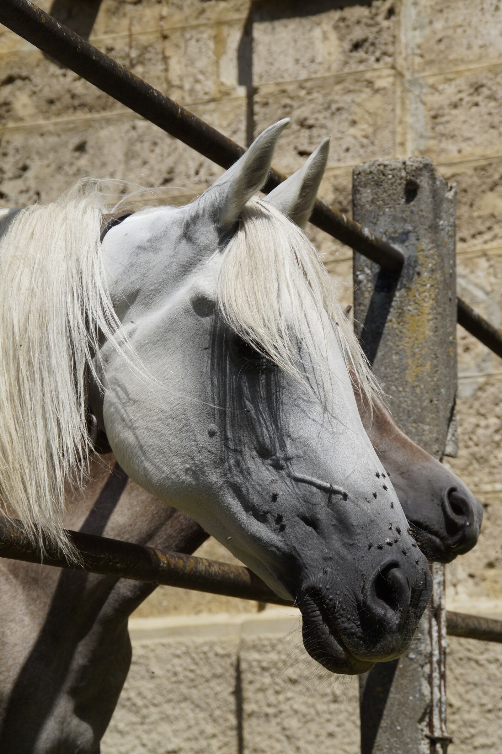 Sony SLT-A58 sample photo. Horse head, mare, mold photography