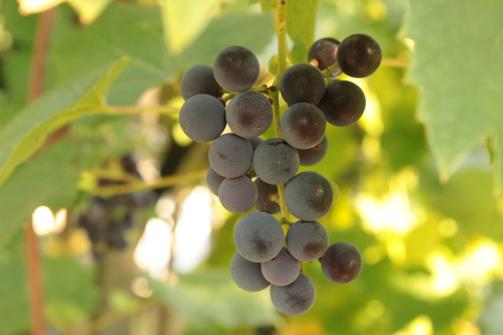 Canon EOS 500D (EOS Rebel T1i / EOS Kiss X3) sample photo. Grapes, spray, fruit photography