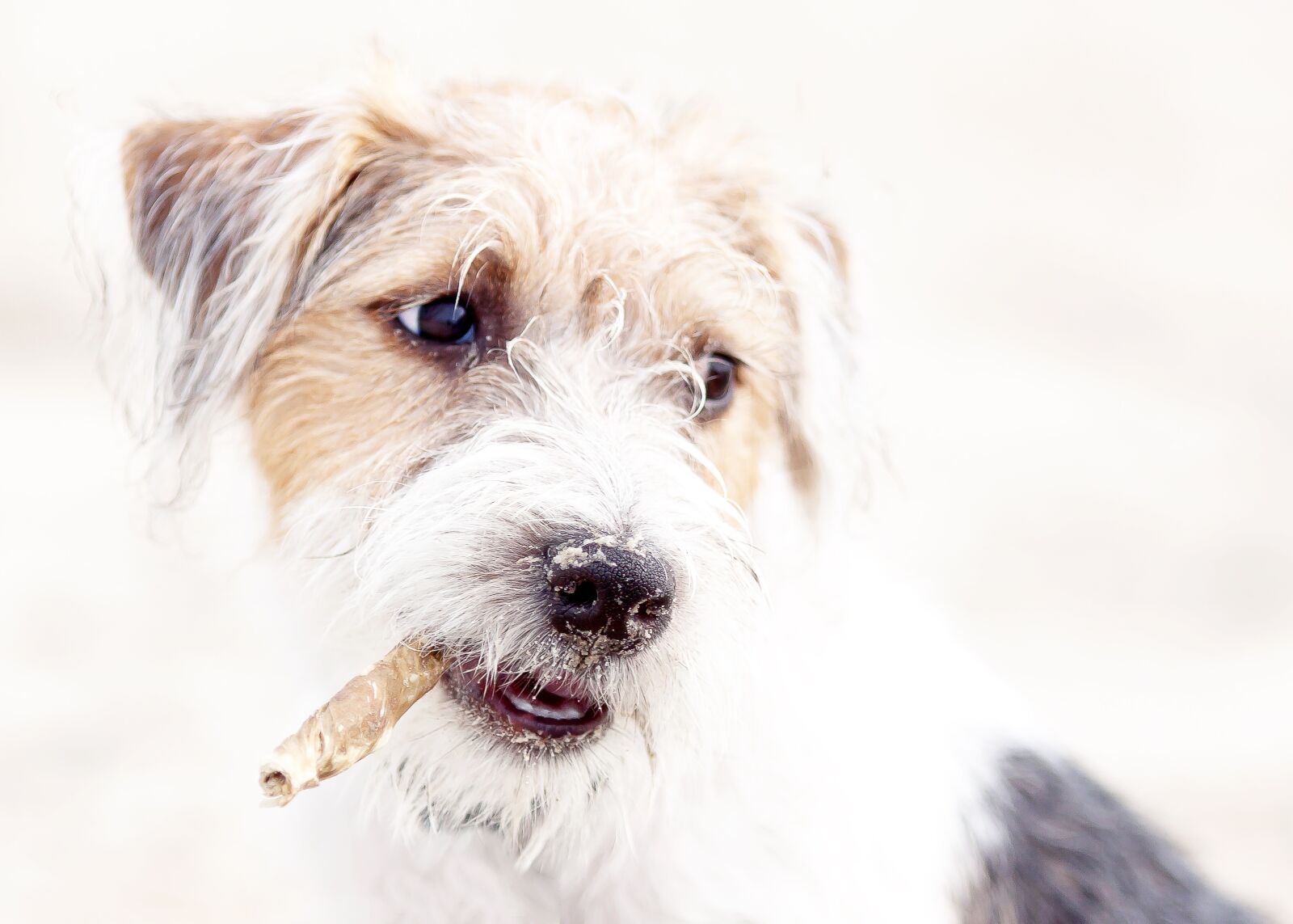 Canon EOS 50D sample photo. Dog, terrier, parson photography