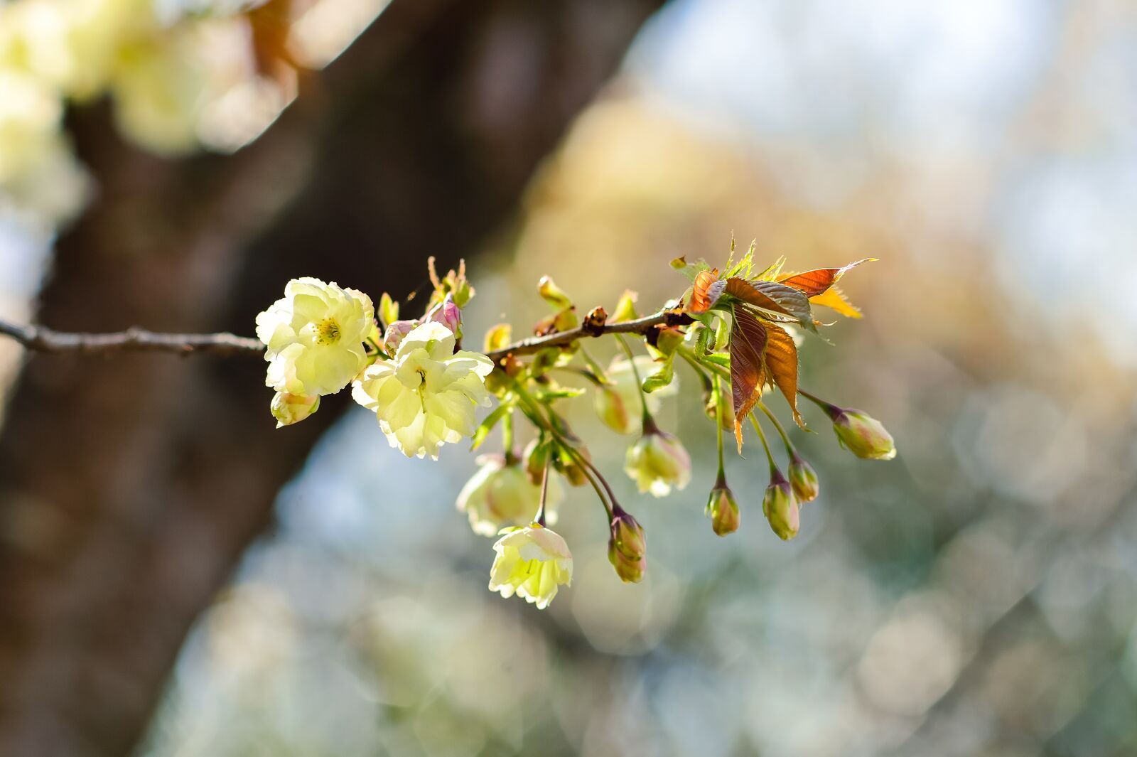 Nikon Df sample photo. Flowers, natural, cherry photography