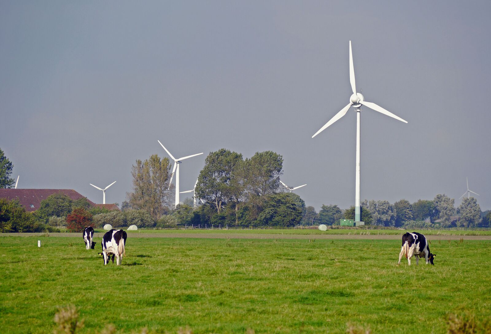 Panasonic Lumix DMC-G3 sample photo. East frisia, pasture, dairy photography