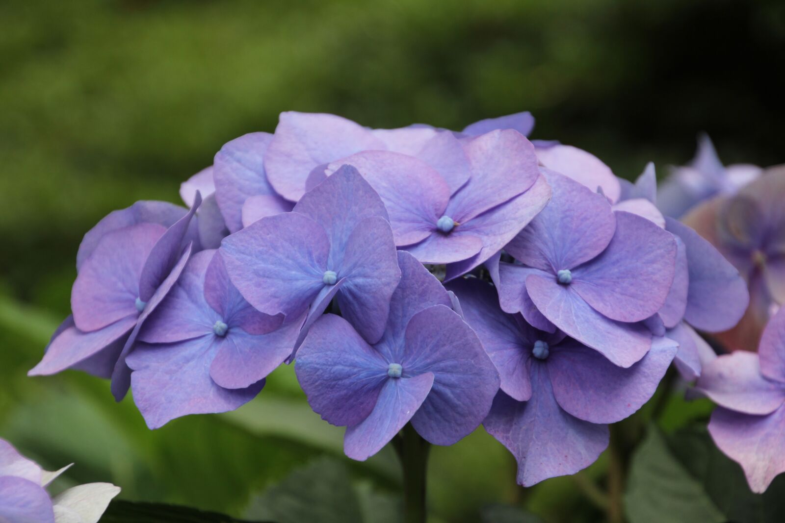 Canon EOS 60D sample photo. Hydrangea, flower, blossom photography