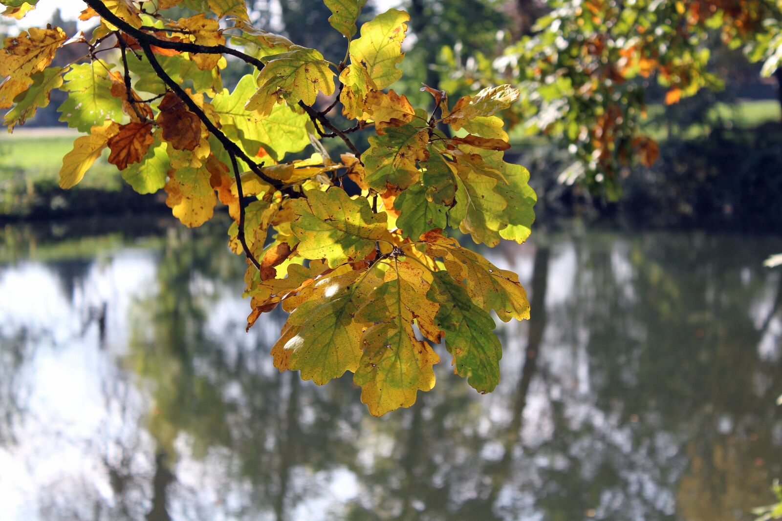 Canon EOS 1200D (EOS Rebel T5 / EOS Kiss X70 / EOS Hi) sample photo. Autumn leaves, park, water photography