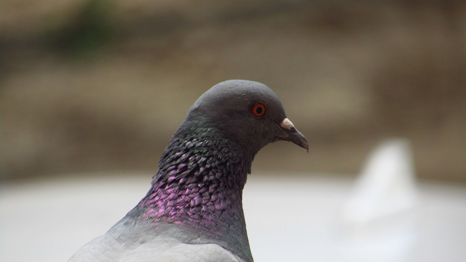 Canon PowerShot SX420 IS sample photo. Pigeon, bird, head photography