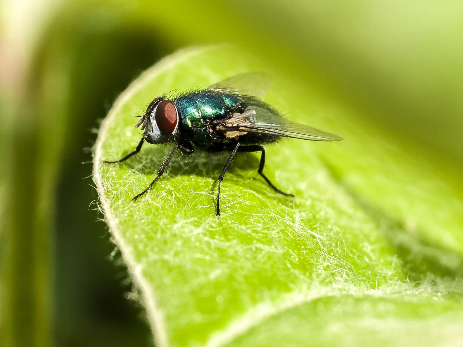 Olympus E-520 (EVOLT E-520) + OLYMPUS 35mm Lens sample photo. Fly, insect, nature photography