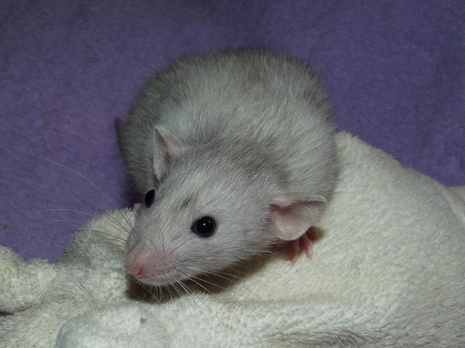 FujiFilm FinePix S2950 (FinePix S2990) sample photo. Merle, rat, dumbo photography