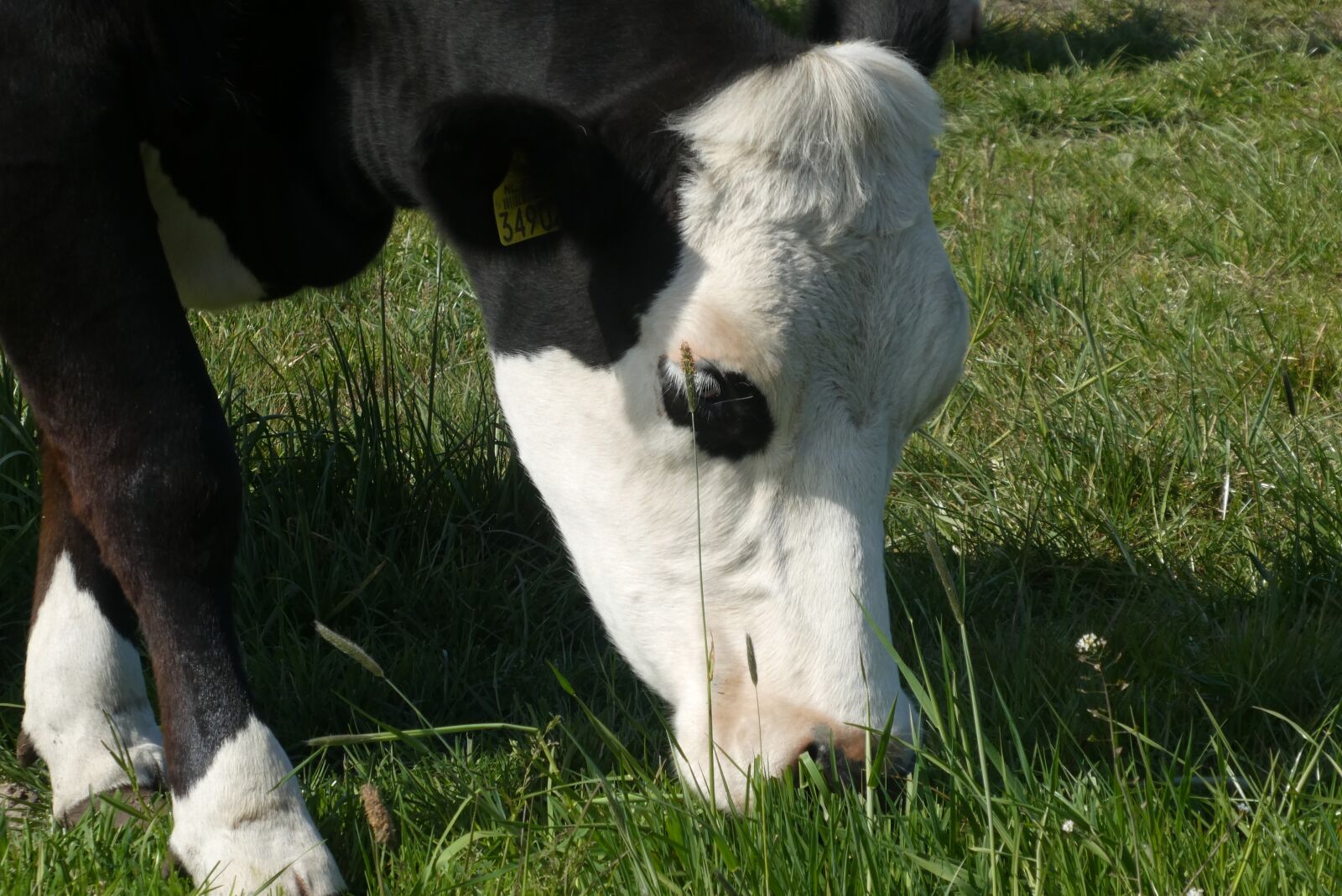 Panasonic Lumix DC-ZS70 (Lumix DC-TZ90) sample photo. Cow, food, grass photography