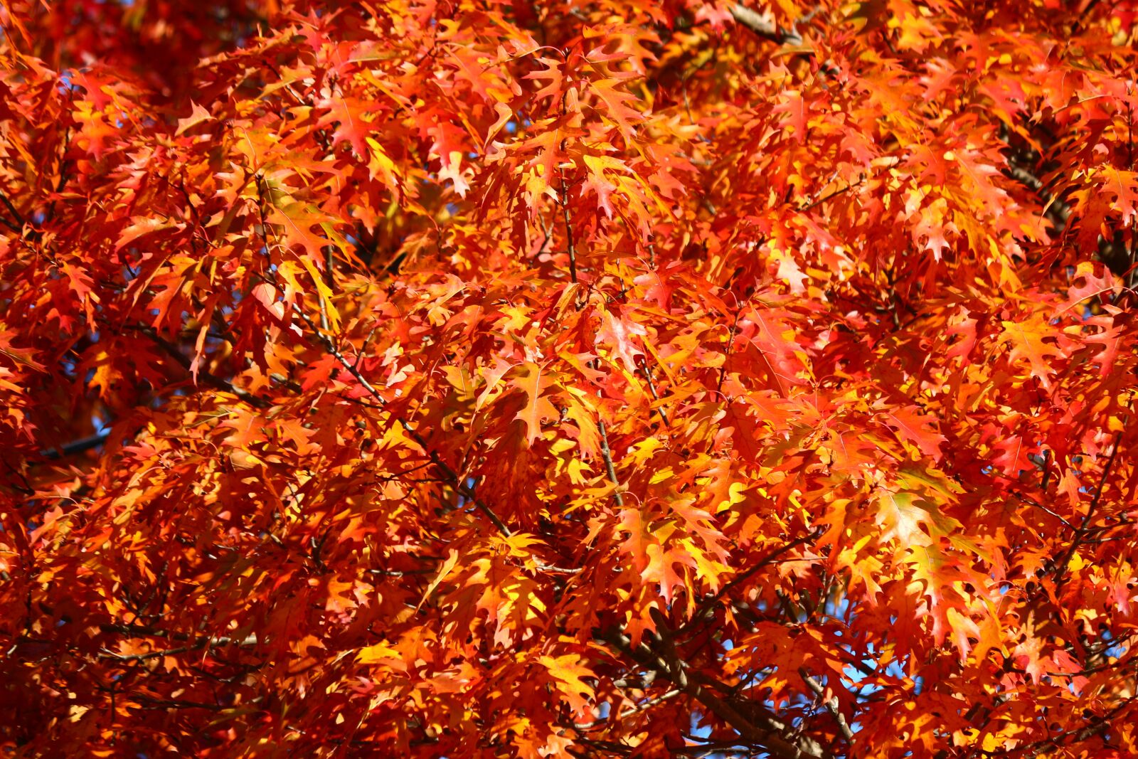 Canon EF-S 55-250mm F4-5.6 IS II sample photo. Fall, leaves, colors photography