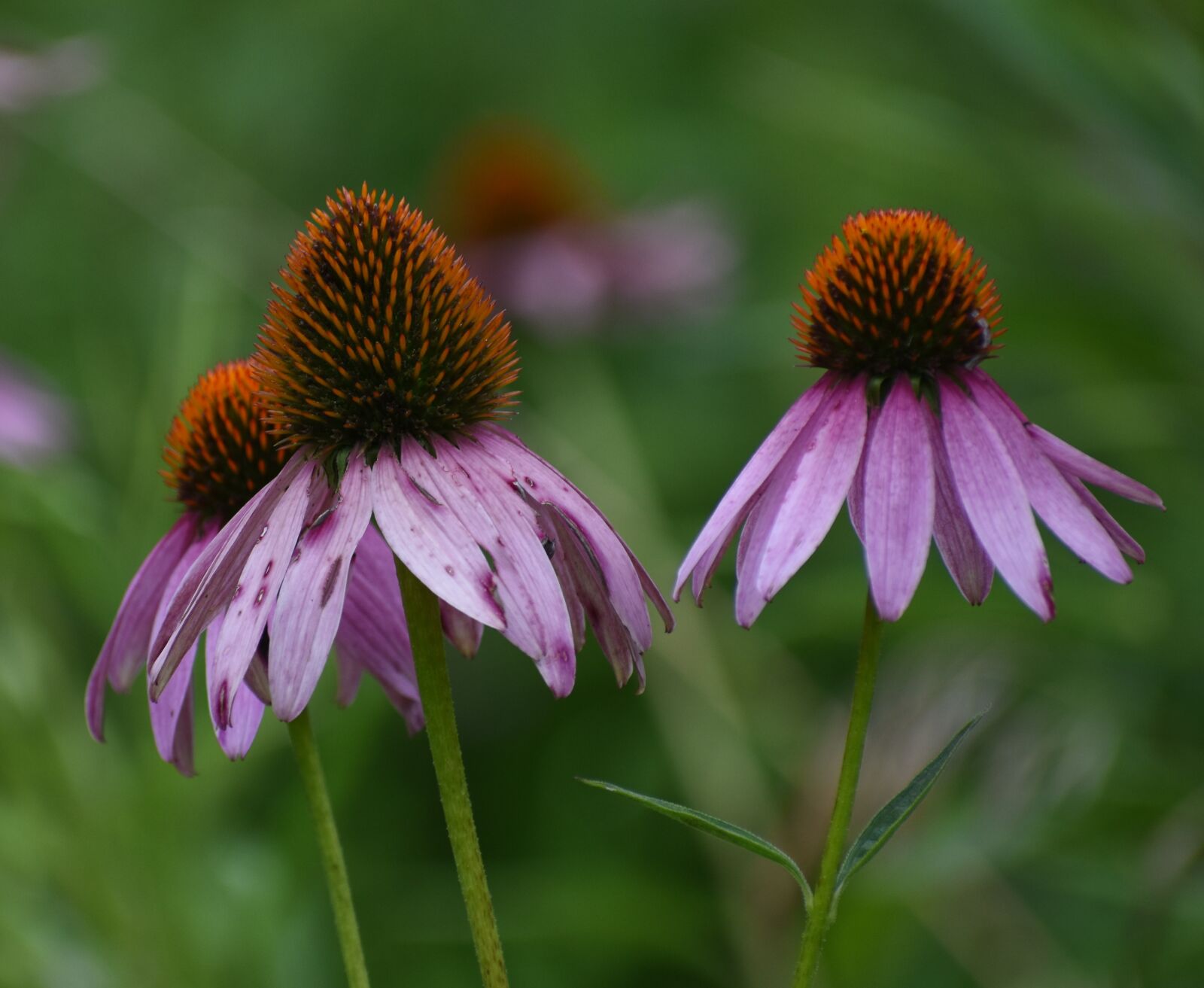Nikon D5500 sample photo. Flower, cone flower, purple photography