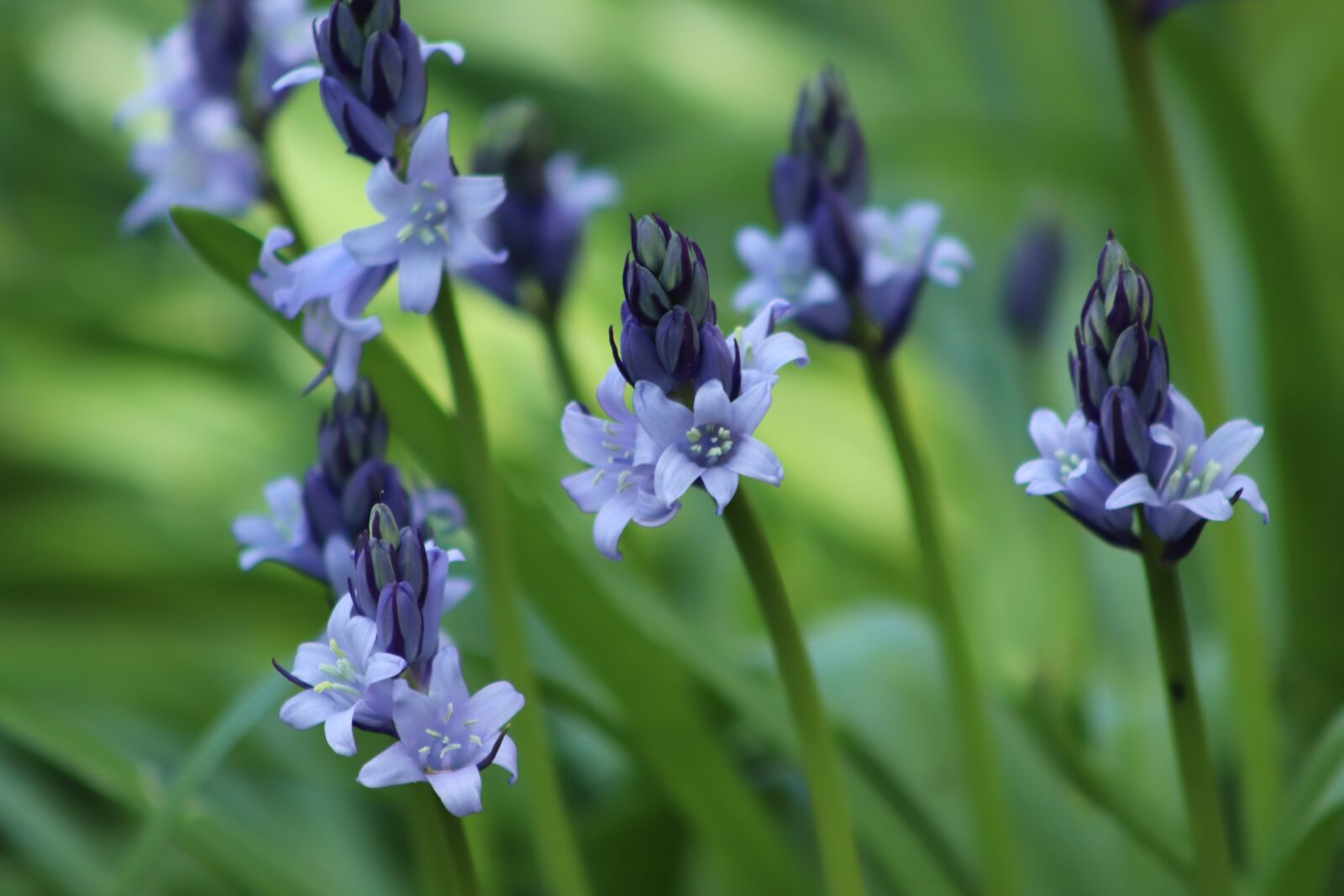 Canon EOS 800D (EOS Rebel T7i / EOS Kiss X9i) sample photo. Bell hyacinths, hyacinth, wildflowers photography