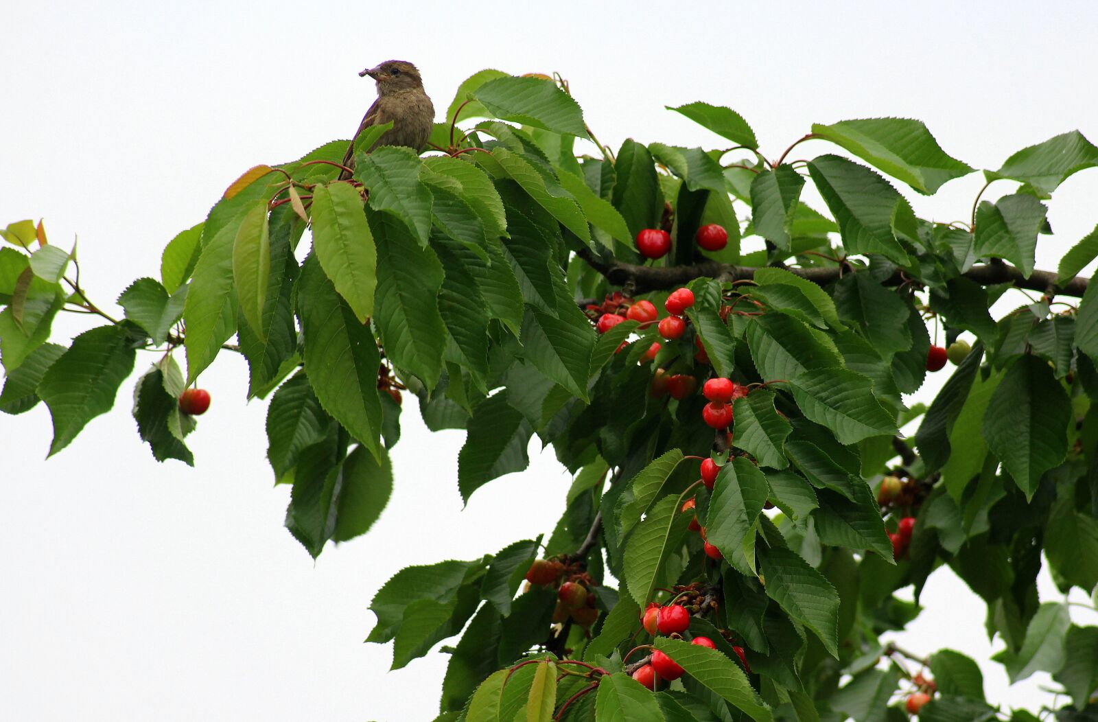 Canon EOS 1200D (EOS Rebel T5 / EOS Kiss X70 / EOS Hi) sample photo. Cherry, fruit tree, spring photography