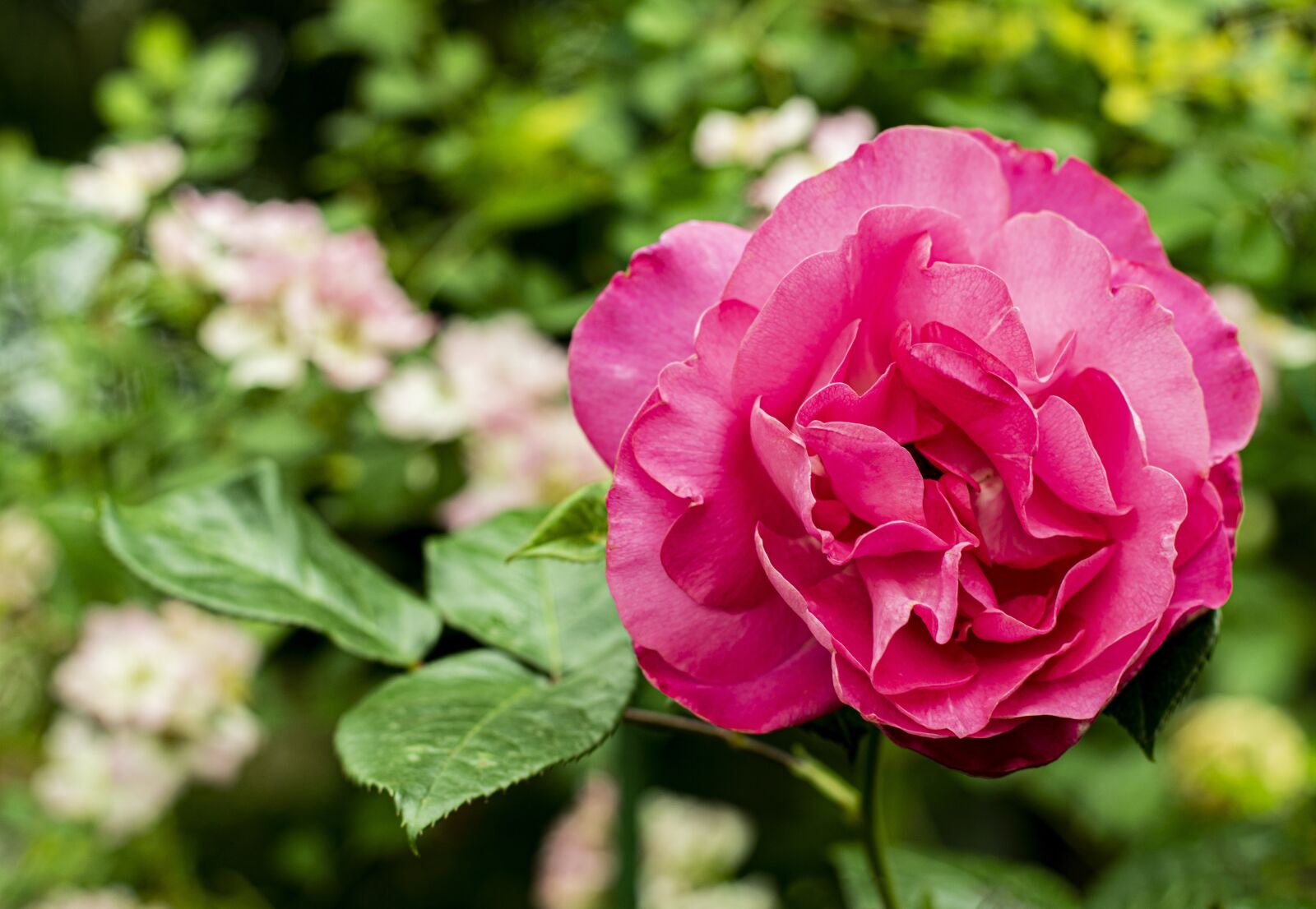 Nikon D3300 sample photo. Pink, flower, rose photography