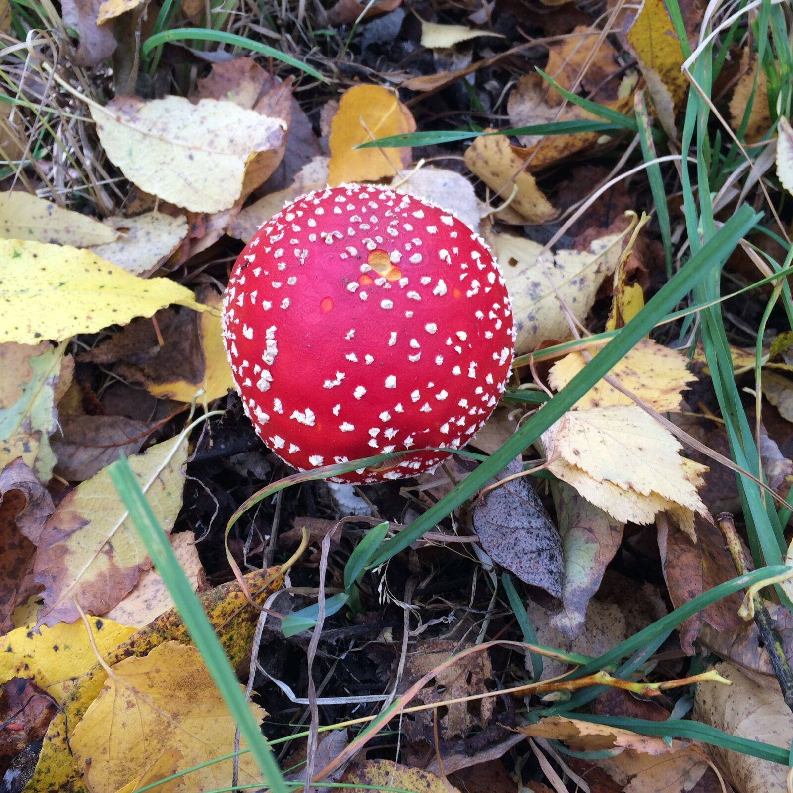 Apple iPhone 5s sample photo. Amanita, mushrooms, forest photography