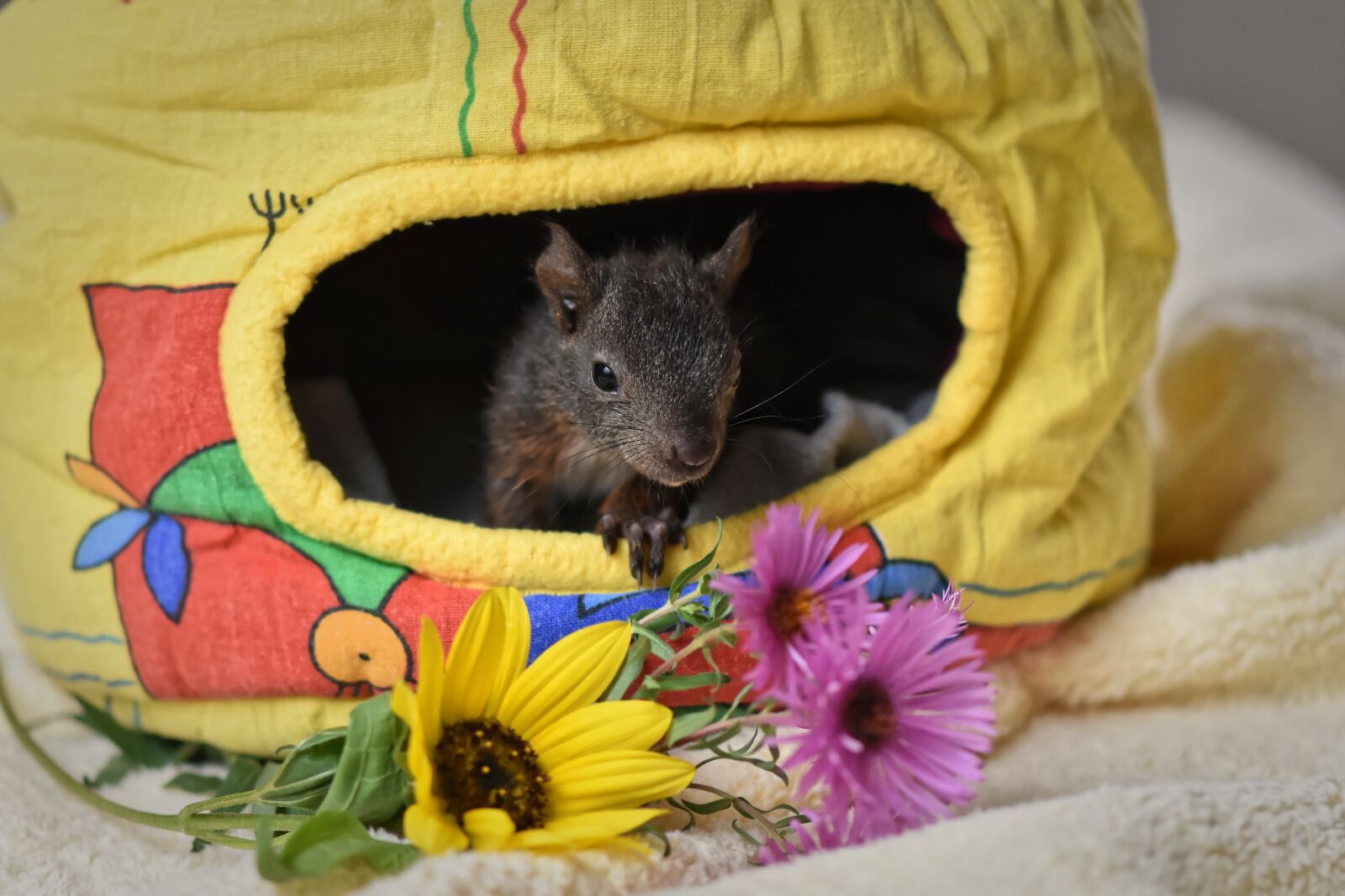 Nikon D7200 sample photo. Squirrel, baby, young animal photography