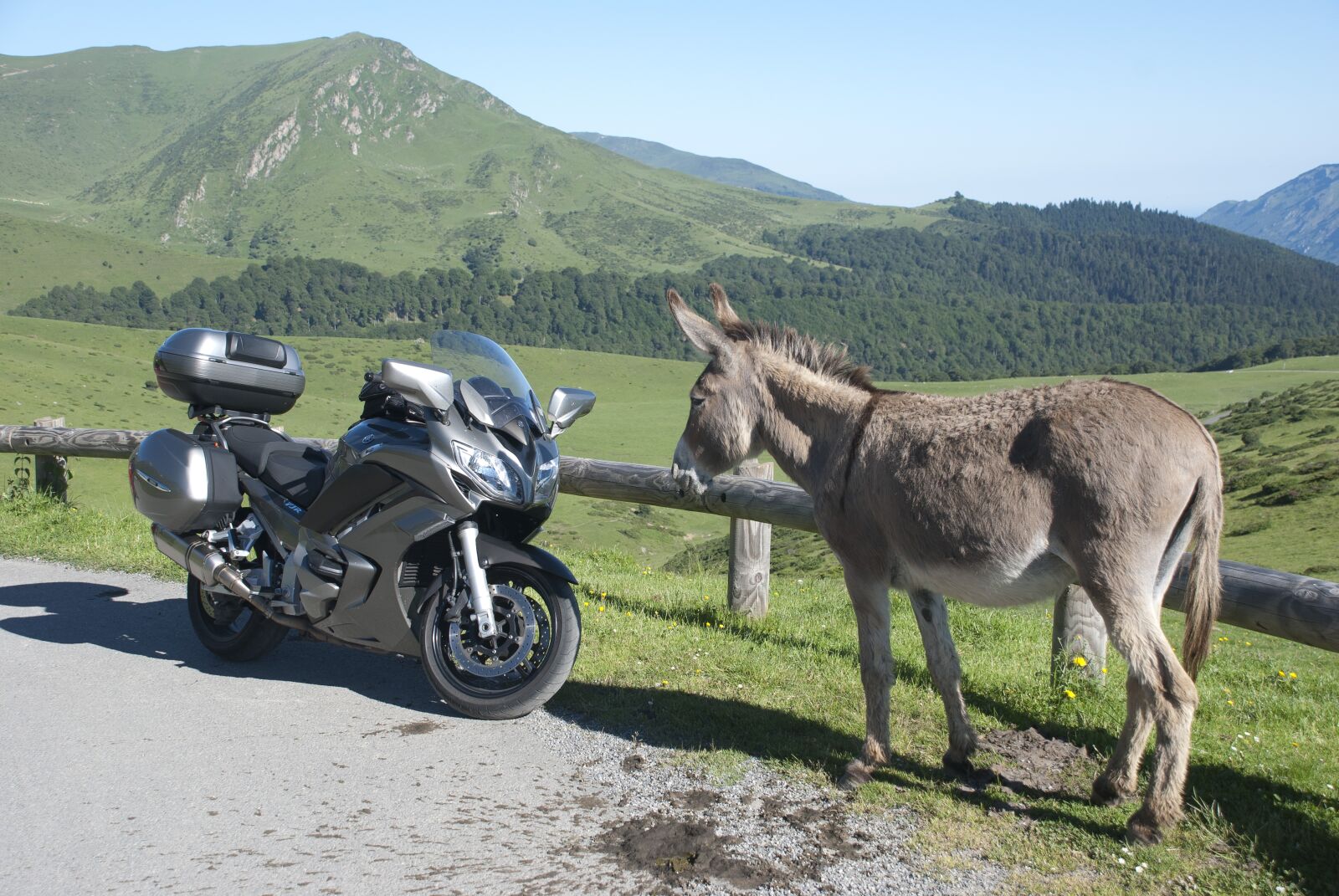 Nikon D80 sample photo. Nature, moto, donkey photography