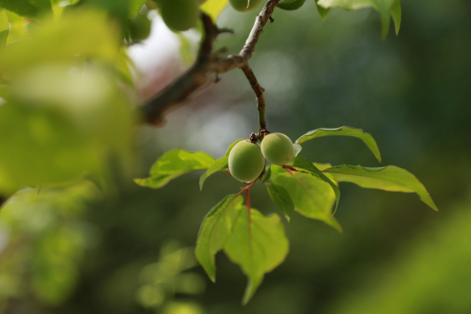 Canon EOS 6D + Canon EF 24-105mm F4L IS USM sample photo. Nature, leaf, plum photography