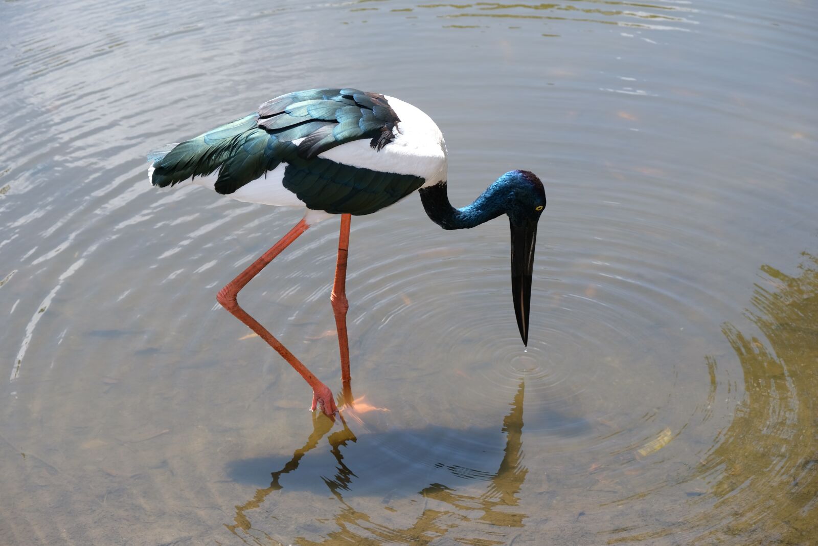 Fujifilm X-T20 sample photo. Black-necked stork, australia, birds photography