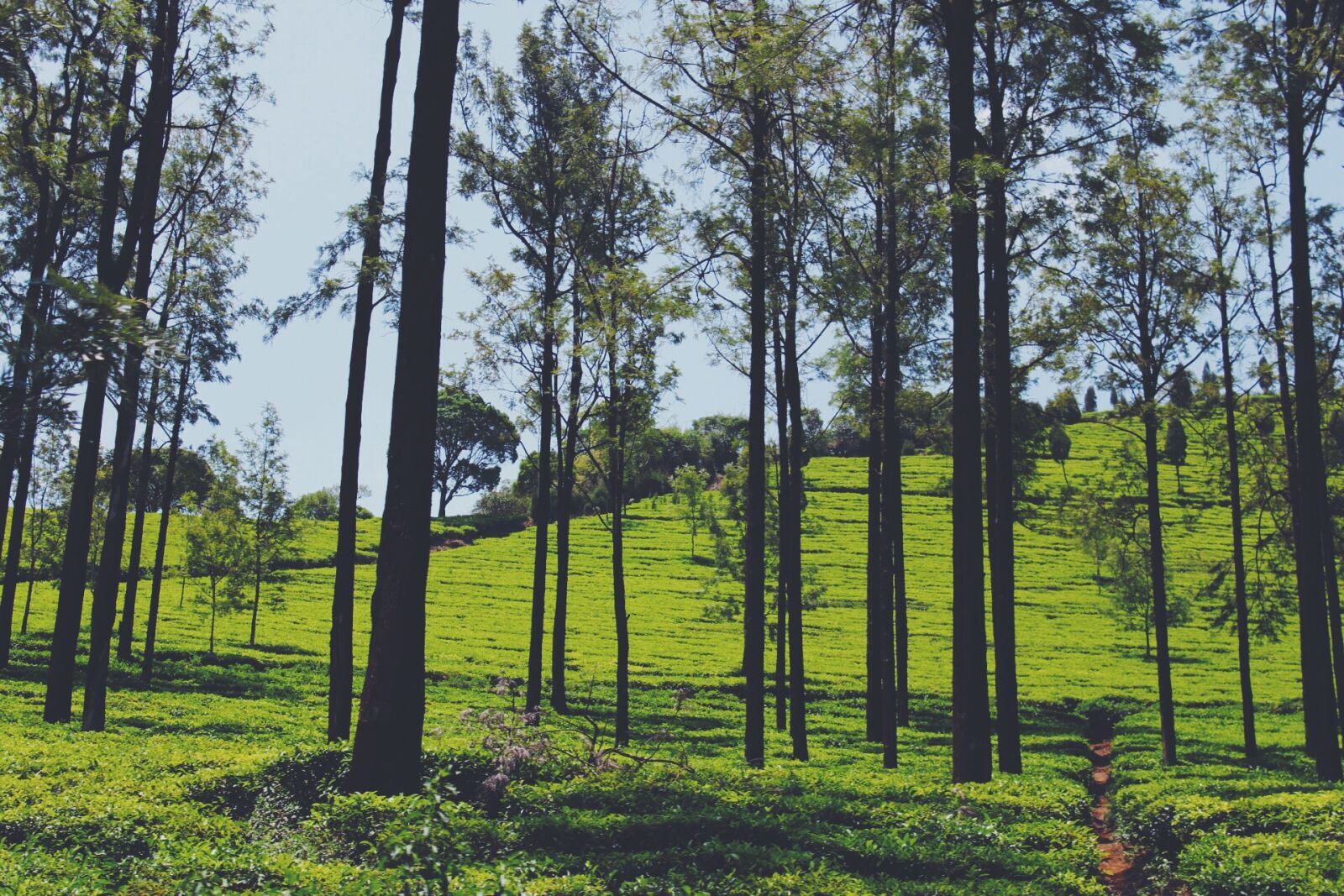 Canon EOS 1300D (EOS Rebel T6 / EOS Kiss X80) sample photo. India, nature, nature, photography photography