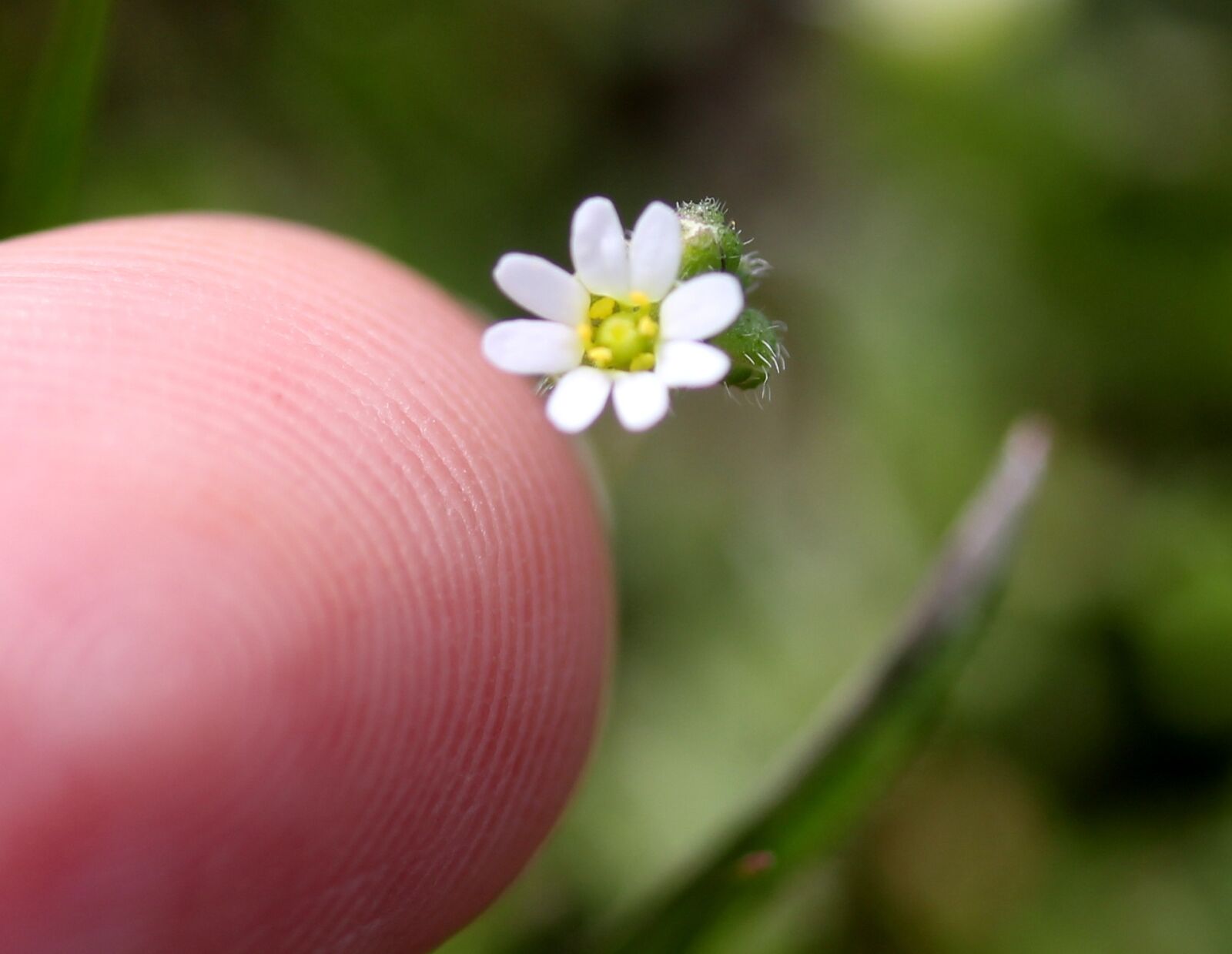 Canon EF-S 60mm F2.8 Macro USM sample photo. Flower, white, small photography