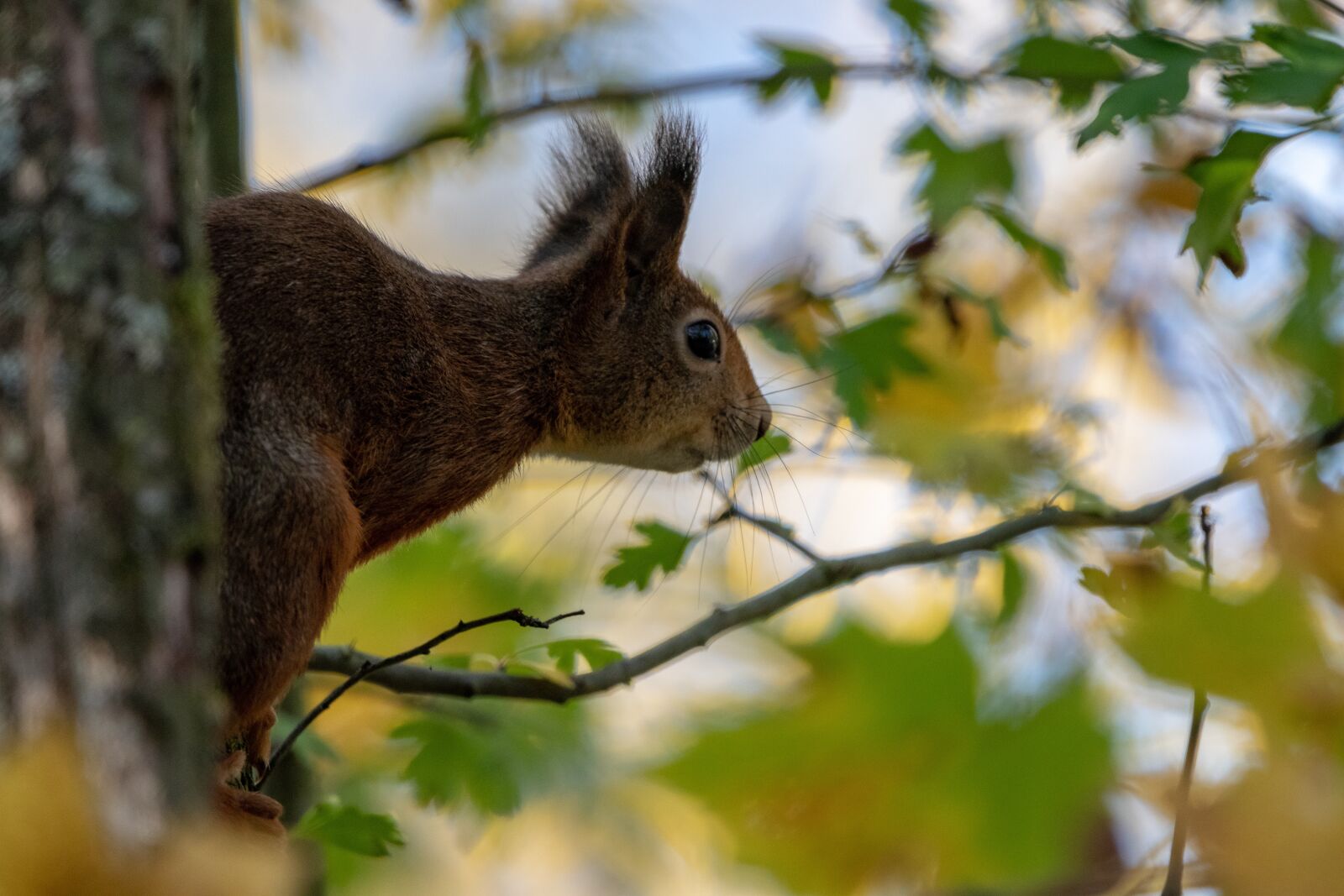 150-600mm F5-6.3 DG OS HSM | Contemporary 015 sample photo. Squirrel, tree, norway photography