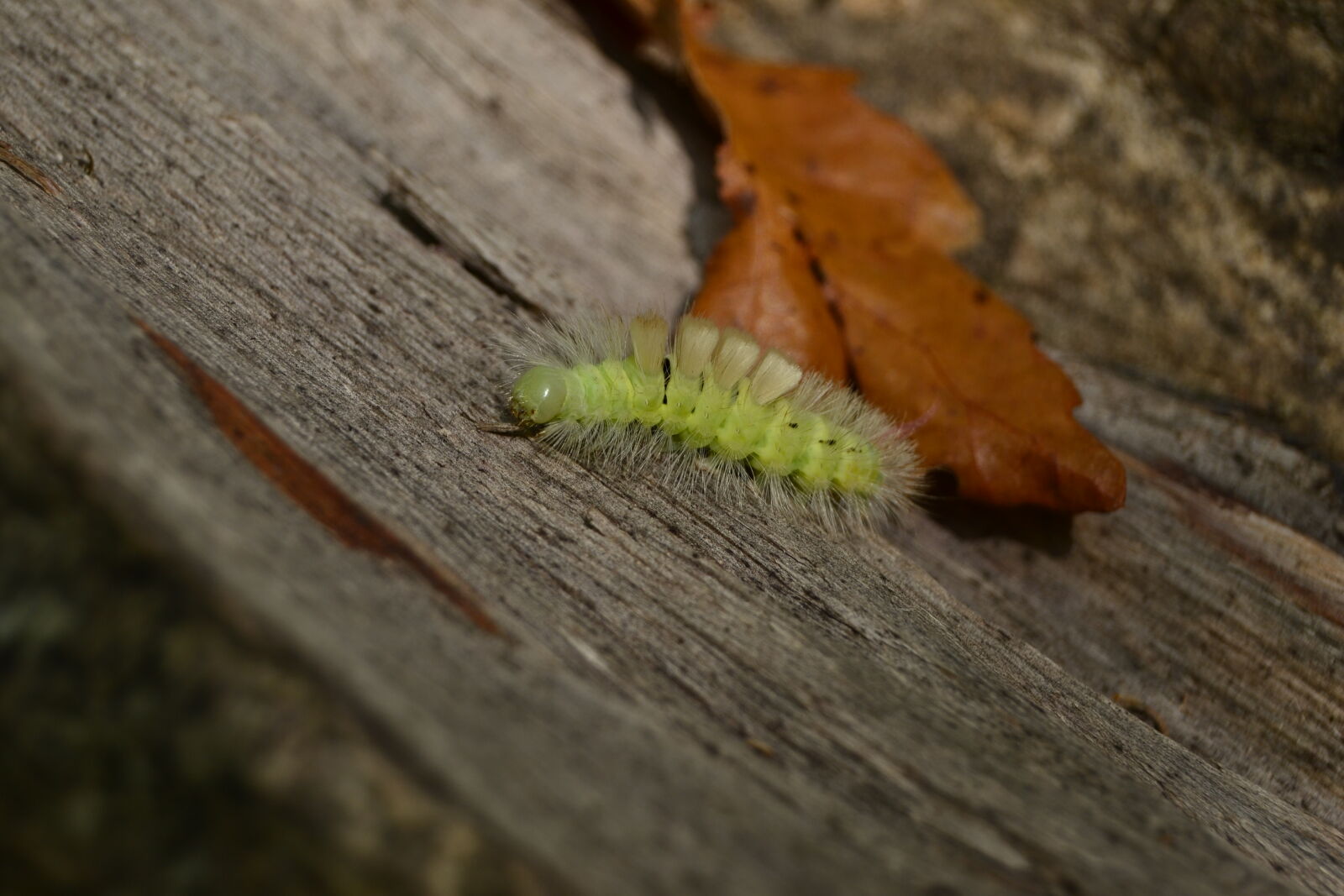 Nikon AF-S DX Nikkor 18-55mm F3.5-5.6G II sample photo. Caterpillar, forest, leave, log photography