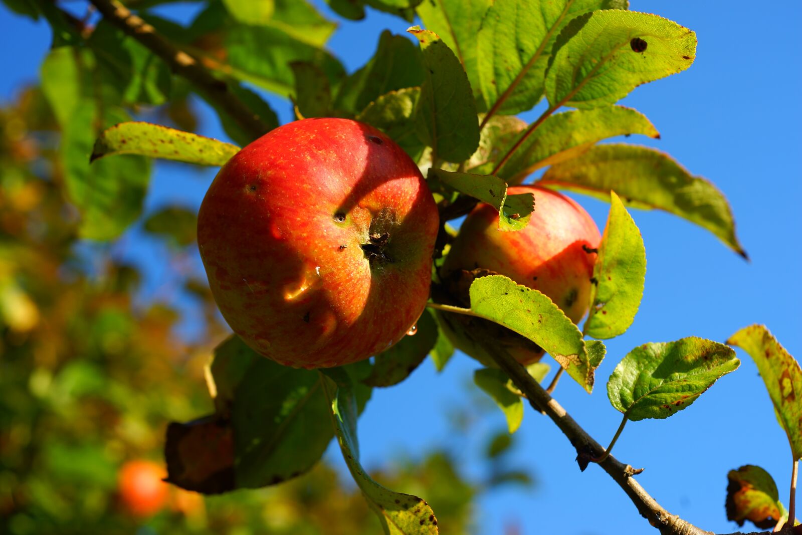 Sony a99 II + MACRO 50mm F2.8 sample photo. Apple tree, apple, autumn photography