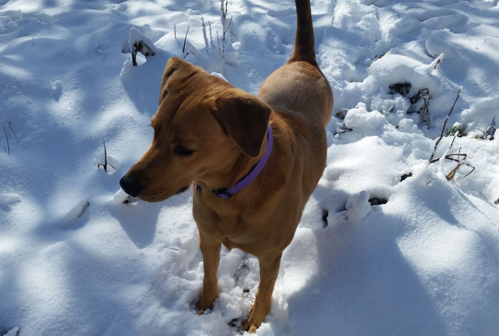 Samsung Galaxy S5 sample photo. Dog, snow, fur photography