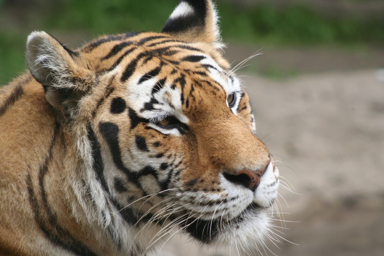 Canon EOS 350D (EOS Digital Rebel XT / EOS Kiss Digital N) sample photo. Tiger, endangered, wild photography