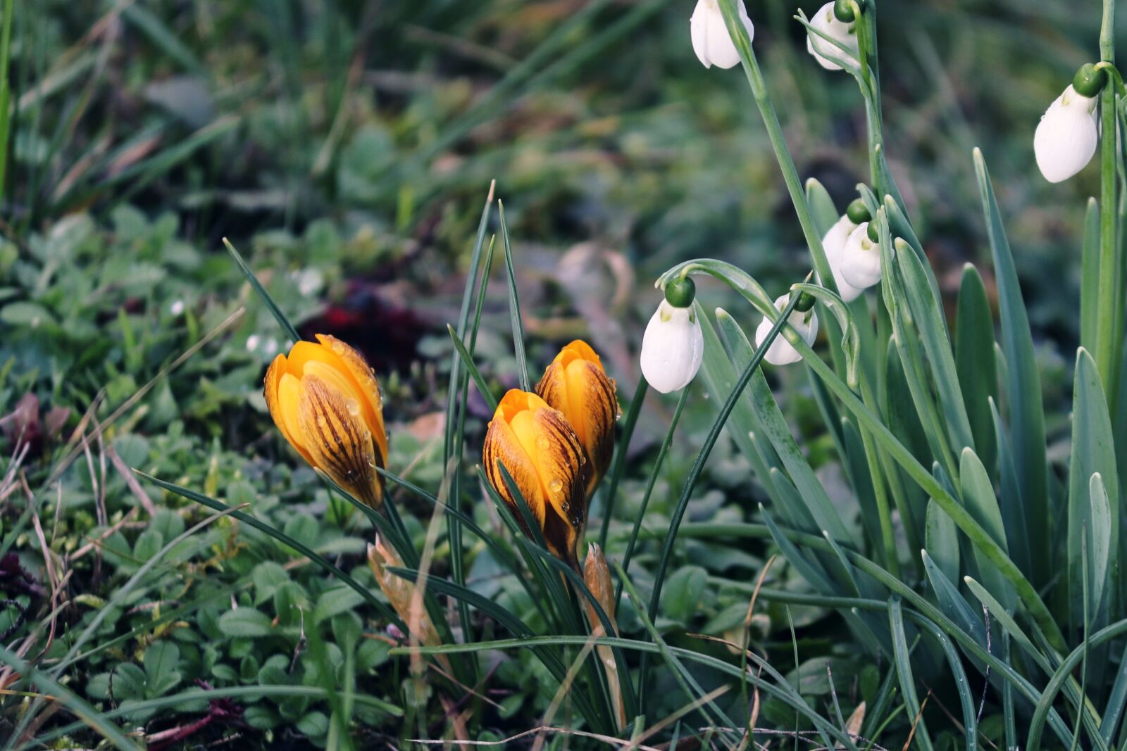 Canon EOS 200D (EOS Rebel SL2 / EOS Kiss X9) sample photo. Snowdrop, crocus, spring photography