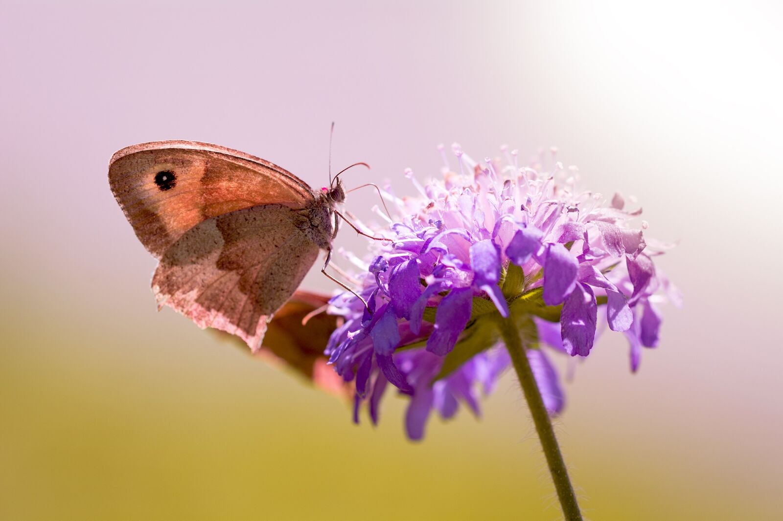 Nikon D7100 sample photo. Butterfly, meadow brown, deaf-skabiose photography