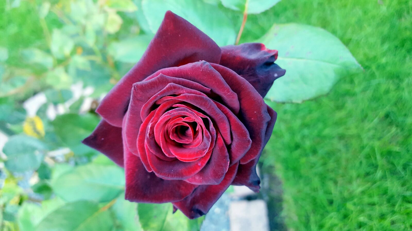 Samsung Galaxy S6 sample photo. Floribunda, garden, purple photography