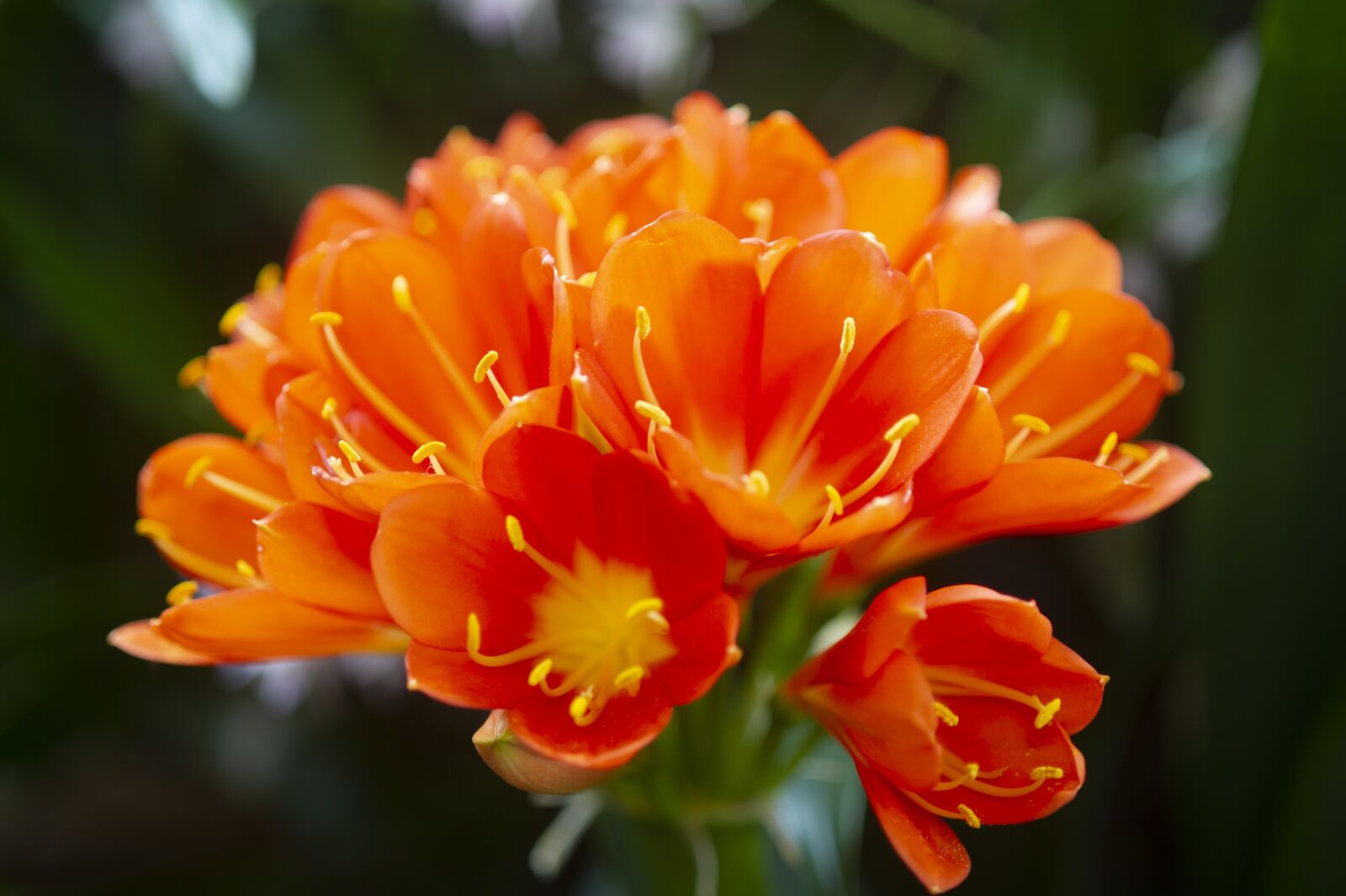 Nikon D3S sample photo. Clivia miniata, spring flowers photography
