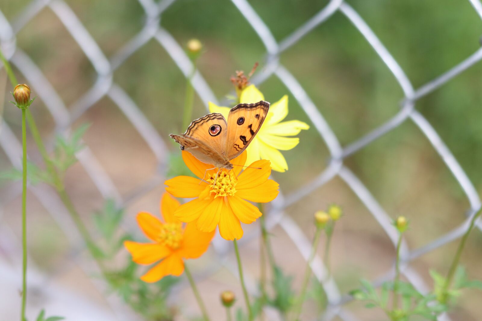 Canon EOS M50 (EOS Kiss M) + Canon EF 50mm F1.8 STM sample photo. Butterfly, flower, grid iron photography