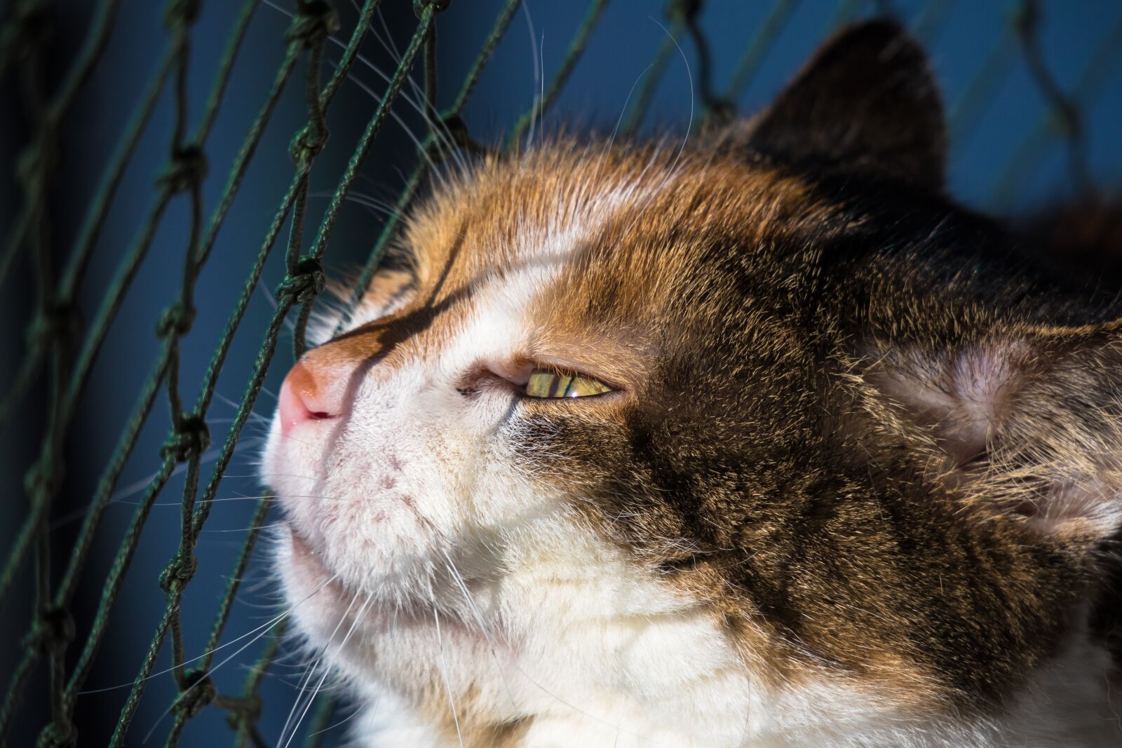 Canon PowerShot G3 X sample photo. Cat, cat power, security photography