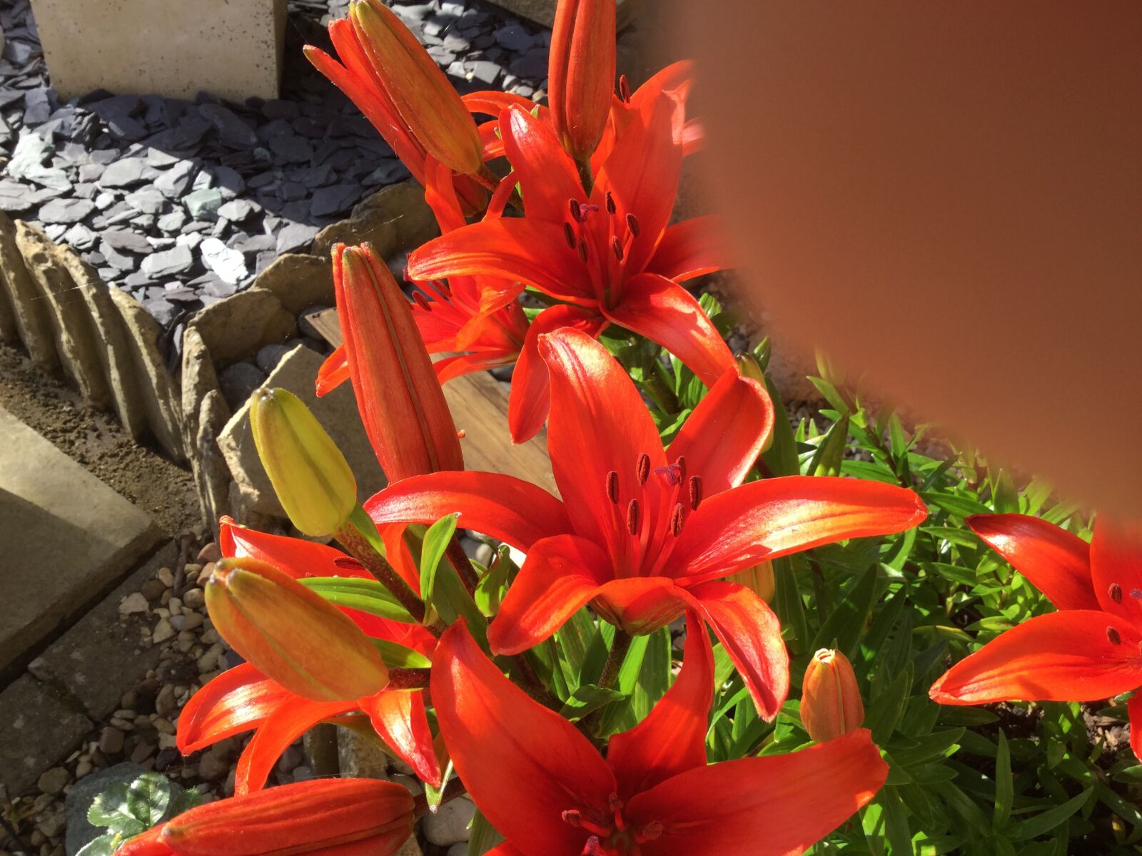 iPad Air 2 back camera 3.3mm f/2.4 sample photo. Red, flowers, lily's photography