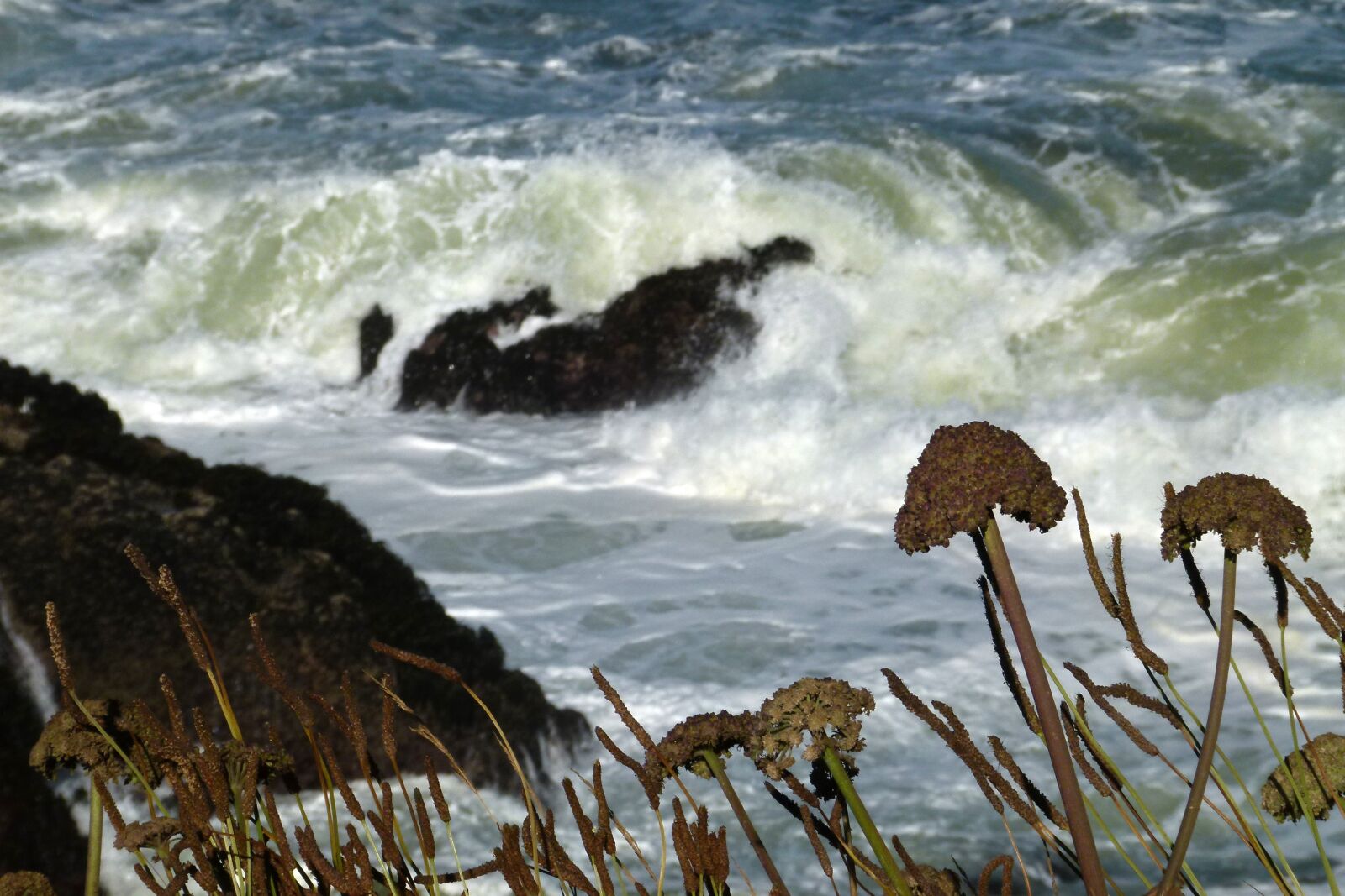 Panasonic Lumix DMC-FZ100 sample photo. Ocean, waves, flowers photography