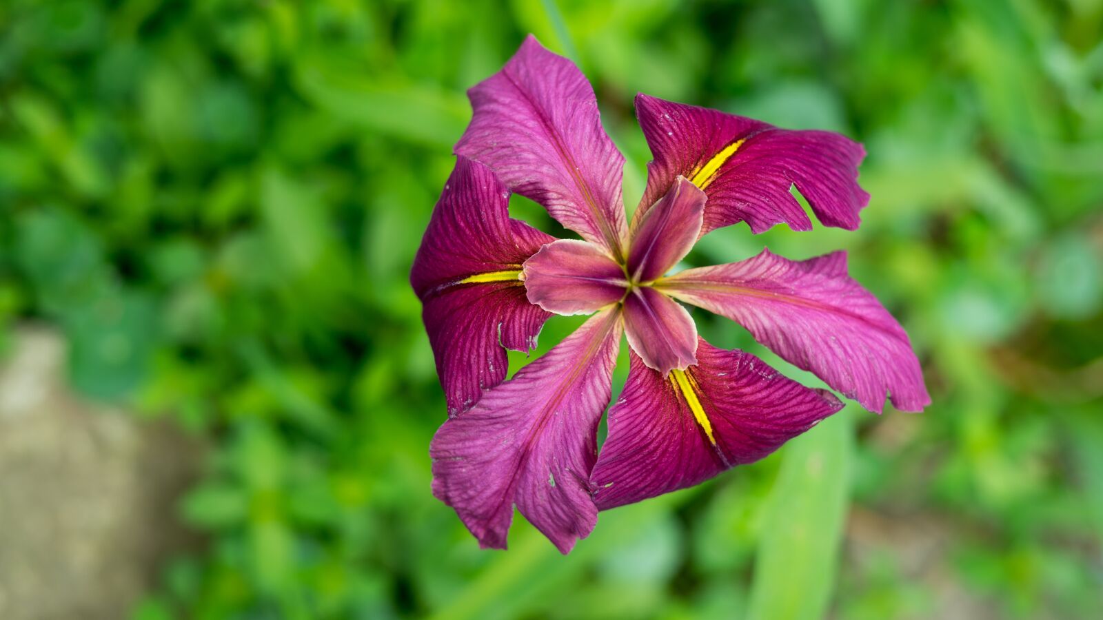 Sony a7 + Sony FE 50mm F1.8 sample photo. Iris, magenta, flower photography