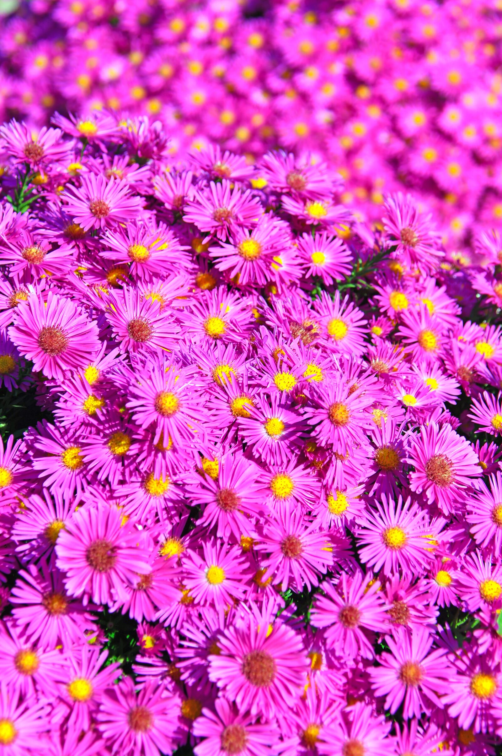 Nikon D3200 sample photo. Pink, pink chrysanthemum, bloom photography